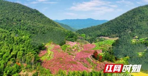 耒阳哪里有桃花看(湖南耒阳风景区)