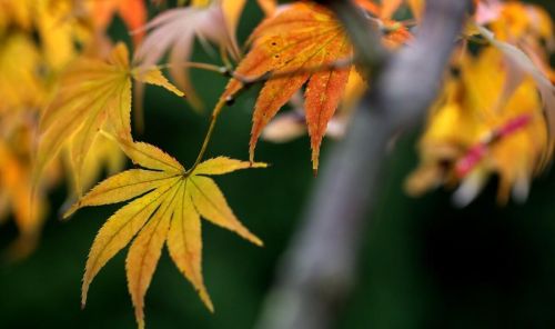 三年级上册语文园地知识点总结(部编版三年级语文上册每个语文园地的内容)