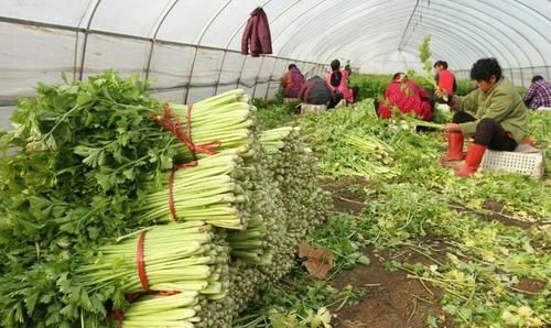 芹菜叶片小是怎么回事(芹菜叶子发黄不长是什么原因)