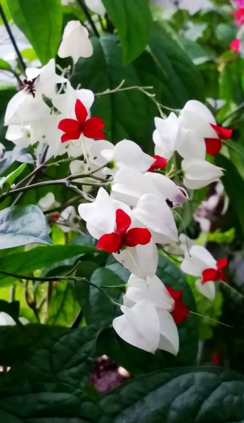 热天开什么花(夏天花卉吹电扇好吗)