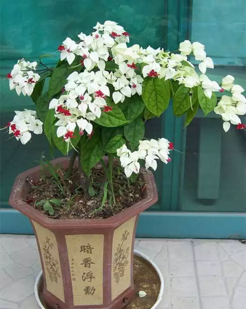 热天开什么花(夏天花卉吹电扇好吗)