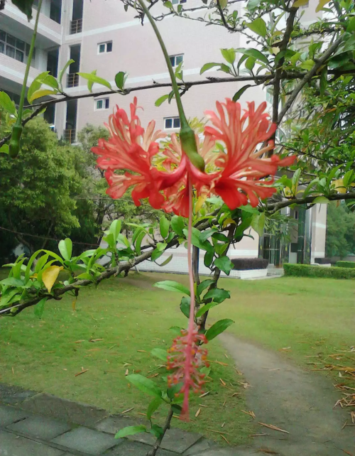 热天开什么花(夏天花卉吹电扇好吗)