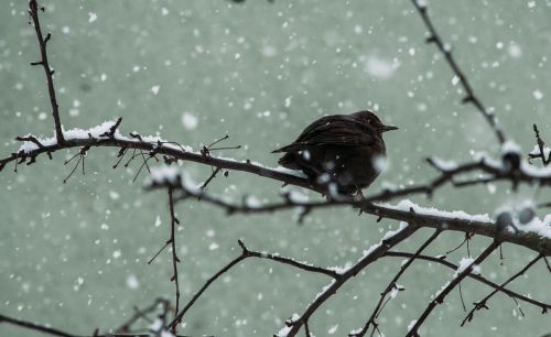 瑞雪兆丰年的下一句是啥(瑞雪兆丰年的俗语是什么意思)