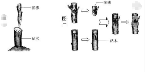 苗木嫁接概念及意义图片(苗木嫁接概念及意义和价值)