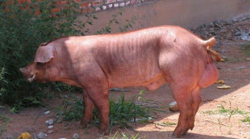动物园里的猛兽为什么不能吃猪肉呢(动物园里的猛兽为什么不能喂猪肉)