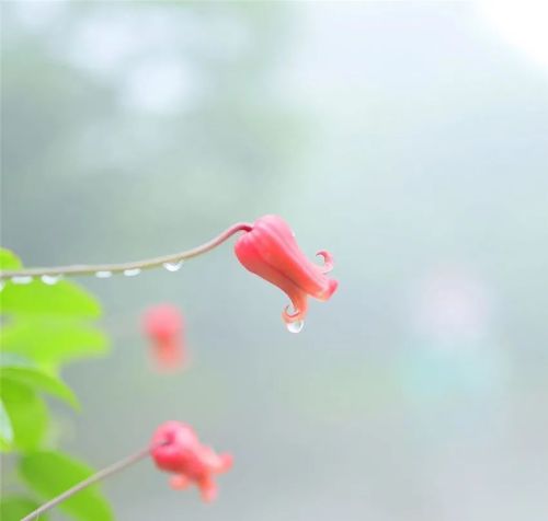 天生丽质,清丽脱俗,花容月貌,明眸皓齿(天生丽质,清丽脱俗什么意思)