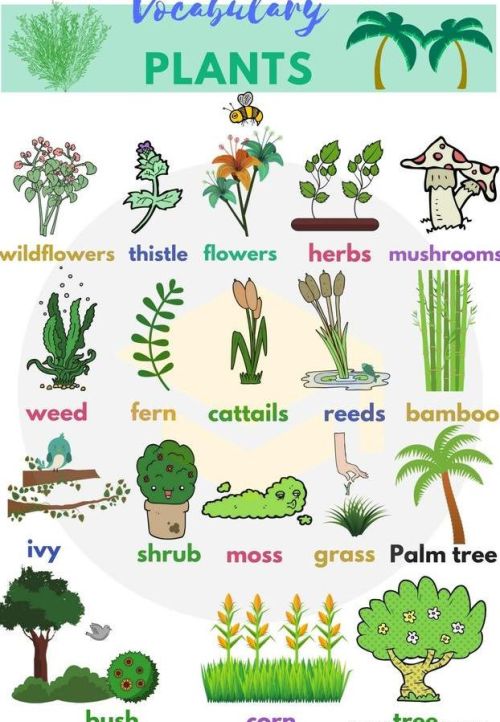 不同种类的植物英语(不同植物的英文)