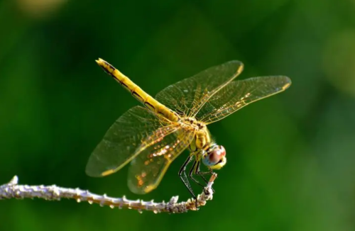 有关蜻蜓的古诗词有哪些(关于蜻蜓的诗有哪些?)