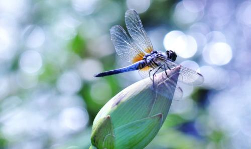有关蜻蜓的古诗词有哪些(关于蜻蜓的诗有哪些?)