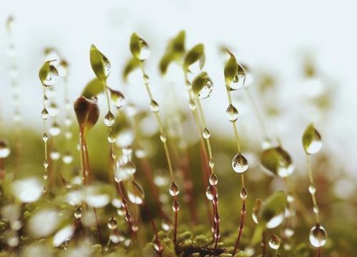 草尖上的露珠是什么写比喻句(草尖上有晶莹的露珠)