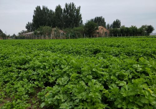 怎样进行芹菜的种子处理(芹菜种子怎么催芽快)