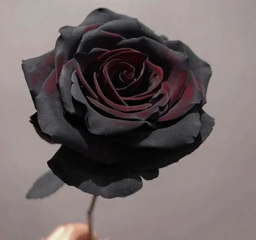 黑玫瑰的花语(黑玫瑰电视剧全集在线观看)
