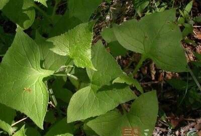 中药材山尖菜图片大全(中药材山尖菜有哪些)