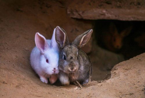 家兔的饲养方式主要有(家兔的专业养殖与注意事项)