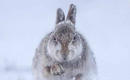 兔子怕下雪吗(兔子为何怕下大雪)