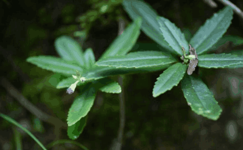 三片叶子的草叫什么(三片叶子的草药有哪些)