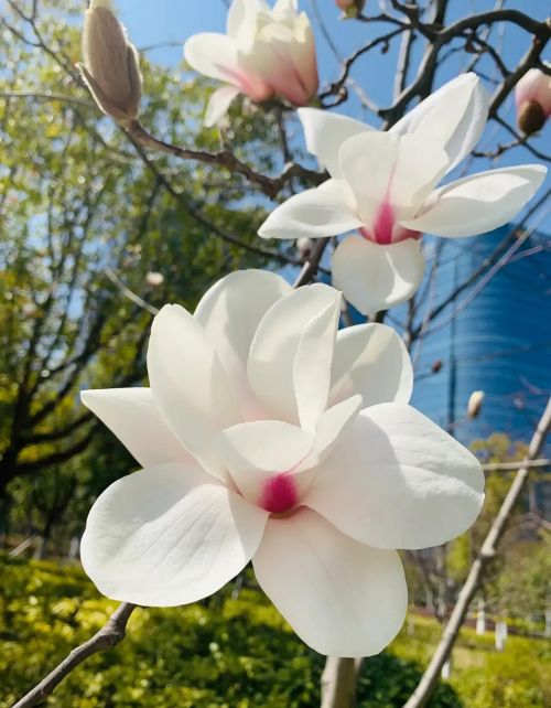 玉兰花开君再来(玉兰花开下一句)