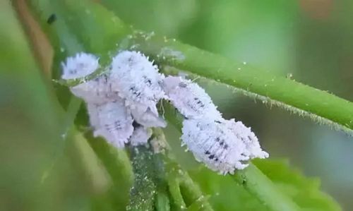 蚧壳虫怎样消灭(蚧壳虫怎样彻底消灭)