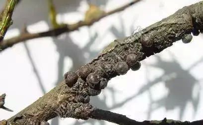 果树蚧壳虫繁殖快,危害大!这样防治,快速绝杀吗(果树蚧壳虫的危害特点)