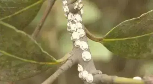 果树蚧壳虫繁殖快,危害大!这样防治,快速绝杀吗(果树蚧壳虫的危害特点)