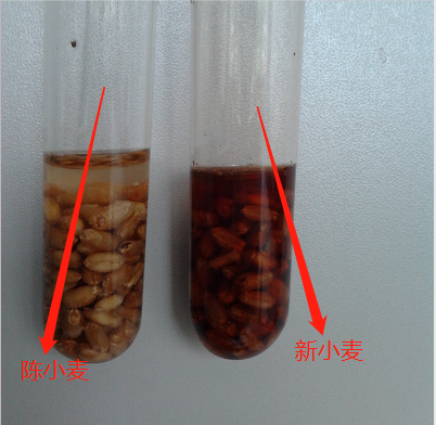 新陈小麦鉴别方法(怎么区分新小麦和陈小麦)