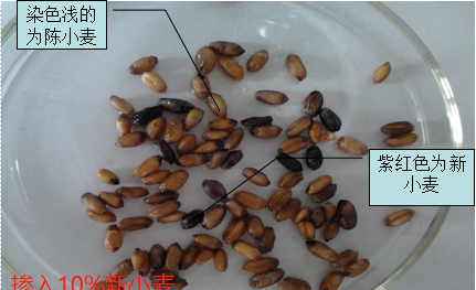 新陈小麦鉴别方法(怎么区分新小麦和陈小麦)