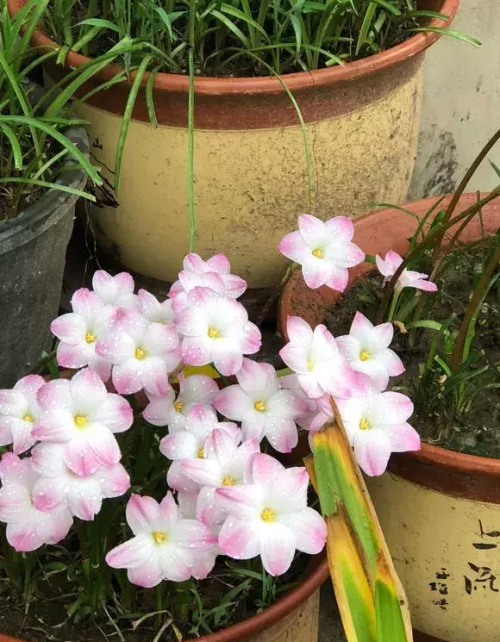 阳台大葱种植(阳台栽大葱)