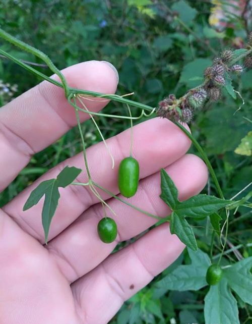 中药茅瓜图片和功效(茅瓜的药用价值)