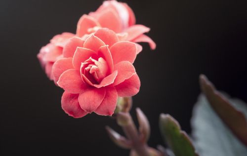 长寿花花语象征与寓意(长寿花花语美句)