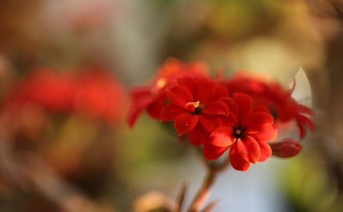 长寿花花语象征与寓意(长寿花花语美句)