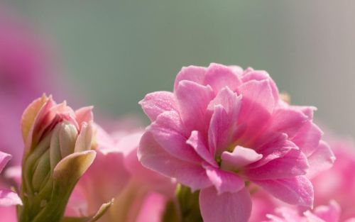 长寿花花语象征与寓意(长寿花花语美句)