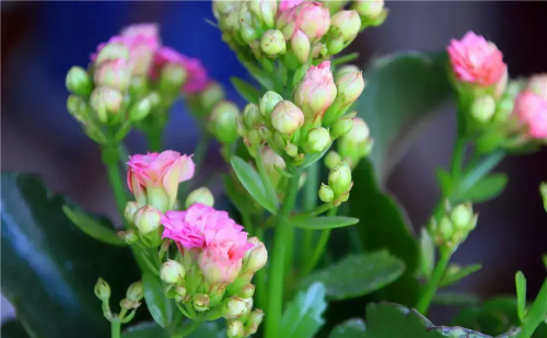 长寿花一年开几次花怎样修剪(长寿花一年就开一次吗)