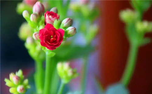 长寿花一年开几次花怎样修剪(长寿花一年就开一次吗)