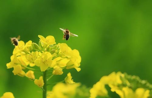 调侃春天花开招蜂引蝶的句子(招蜂引蝶的花是什么花)