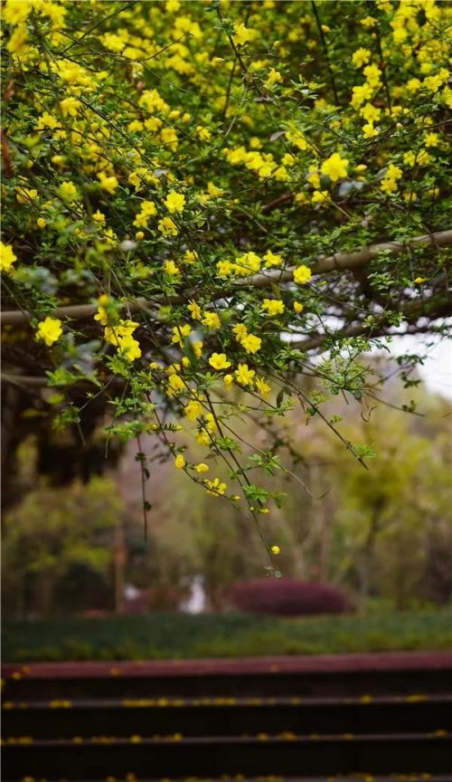 但凭阑无语烟花三月春愁的意思(但凭阑无语,烟花三月春愁翻译)