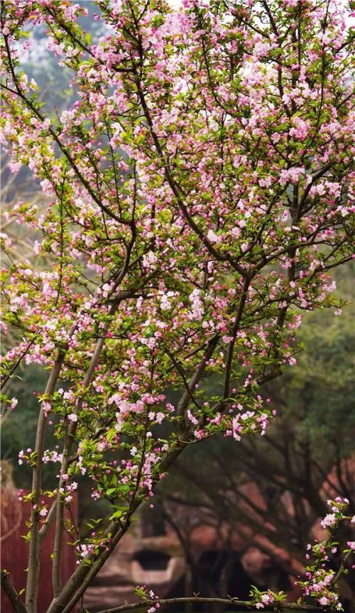 但凭阑无语烟花三月春愁的意思(但凭阑无语,烟花三月春愁翻译)