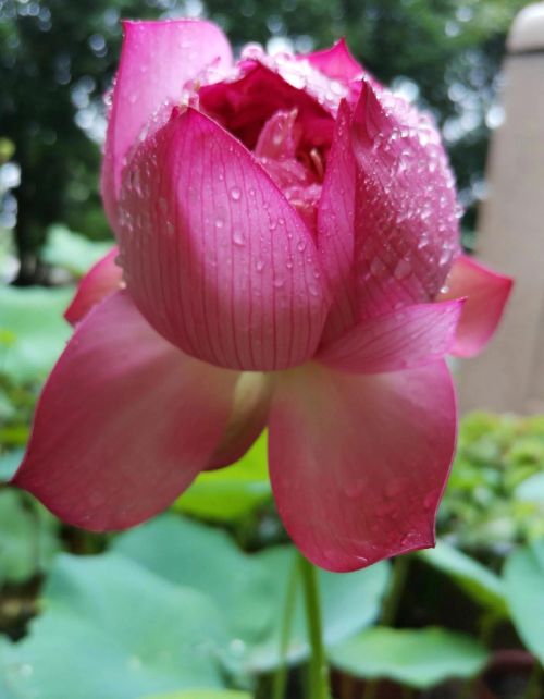 听雨赏荷是什么意思(听雨赏荷的诗句)