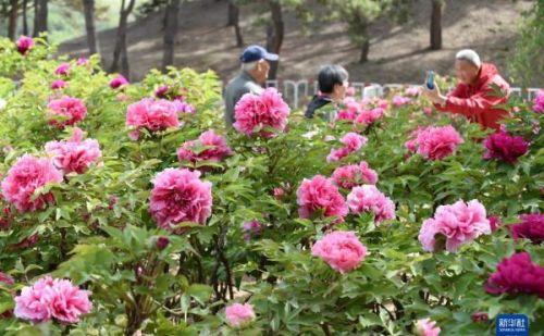 北京圆明园：牡丹盛开成花海