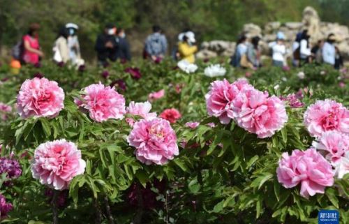 北京圆明园：牡丹盛开成花海