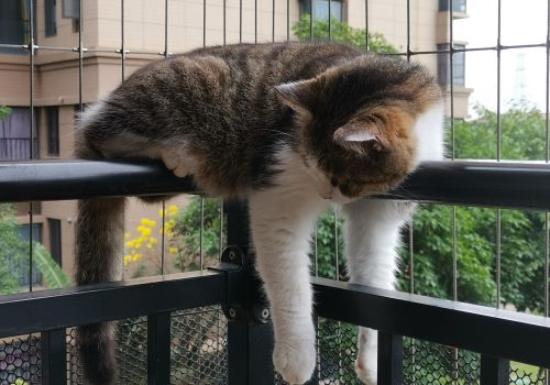 栏杆挂着一只猫什么意思(栏杆挂着一只猫的图片)