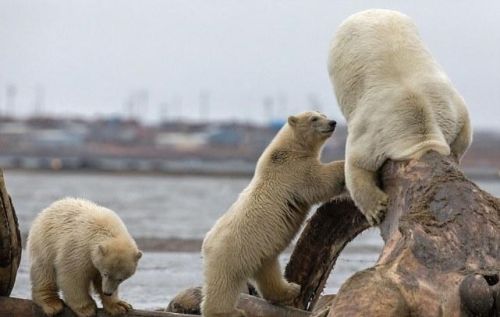 北极熊掉进洞里(北极熊会被鲸鱼吃掉吗)