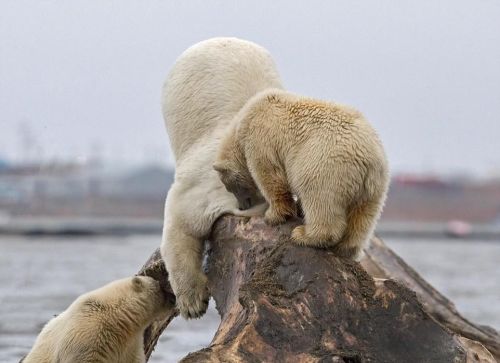 北极熊掉进洞里(北极熊会被鲸鱼吃掉吗)