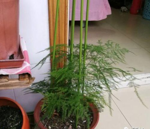 竹芋出现叶尖干枯黄叶是什么原因(竹芋类植物怎样养长得快)