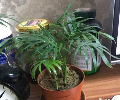 竹芋出现叶尖干枯黄叶是什么原因(竹芋类植物怎样养长得快)