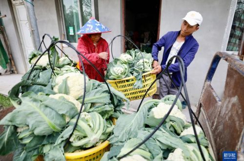 福建大湖乡：特色种植盘活闲置山区田