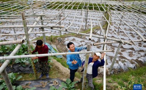 福建大湖乡：特色种植盘活闲置山区田