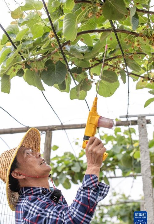 福建大湖乡：特色种植盘活闲置山区田