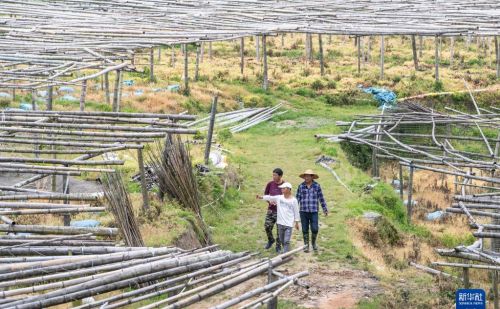 福建大湖乡：特色种植盘活闲置山区田