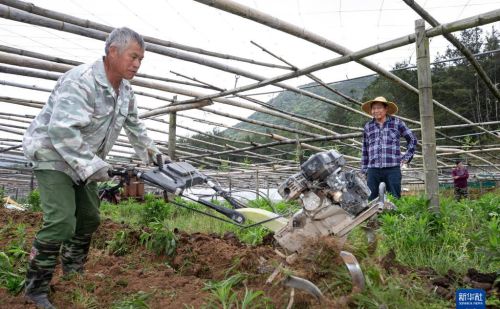 福建大湖乡：特色种植盘活闲置山区田