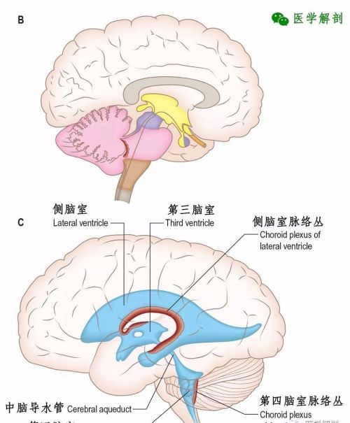 中枢神经系统脑的组成(中枢神经系统 | 脑干的内部结构)